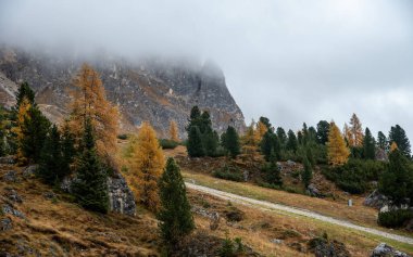 Passo Falzarego Vadisi 'nde sonbahar ormanı manzarası. Dolomite sıradağları İtalya. Sonbahar İtalyan maymunları.