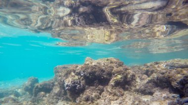 Mercan resifi ekosistemi olan sualtı okyanusu..