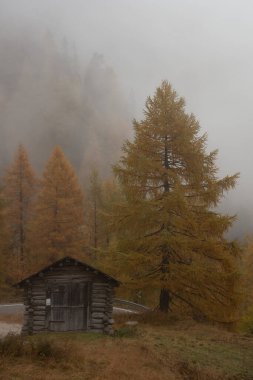 Ormanda sonbahar manzarası. Vadideki ahşap kulübe. Sarı ağaçlar. İtalya Alplerinde sonbahar sezonu