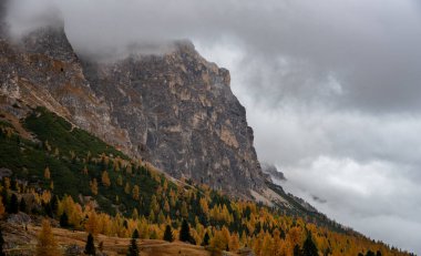 Passo Falzarego Vadisi 'nde sonbahar ormanı manzarası. Dolomite sıradağları İtalya. Sonbahar İtalyan maymunları.