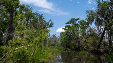 Yağmur ormanları bataklık bağı. Hizalayıcıların evi. Ağaçlar mavi gökyüzüne karşı..