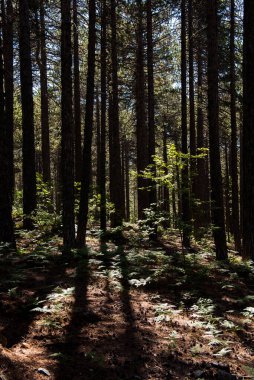 Sabahın erken saatlerinde orman ağaçlarının arasında parlayan güneş ışınları. Parlak gün ışığı. Troodos Dağı Kıbrıs