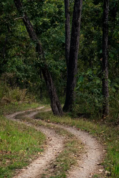 Yağmur ormanlarındaki boş kırsal yol. Nepal Chitwan Ormanı Asya