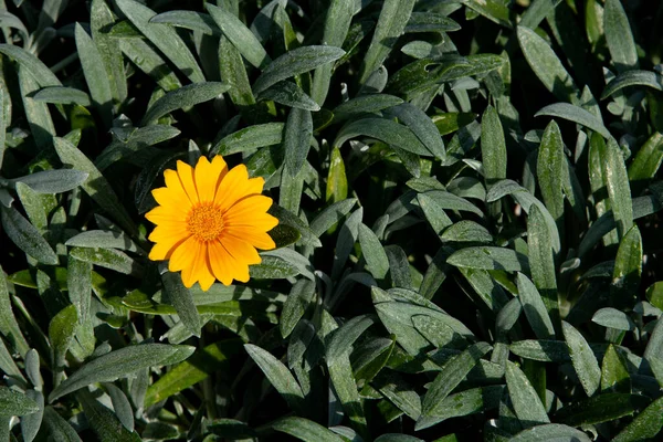 外面的花园里开着一朵黄色的玛格丽特鲜花 春天美丽的花朵 — 图库照片