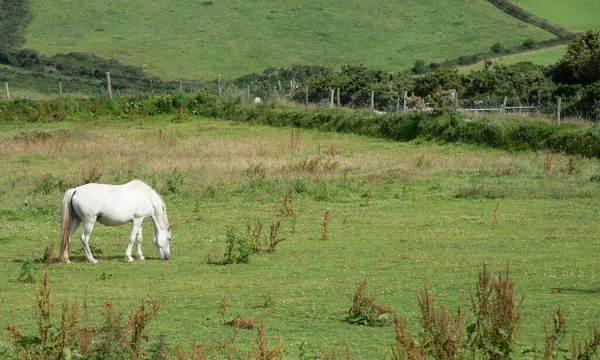 White horse animal feeding outdoor in a grassland. Domestic mammal animals.