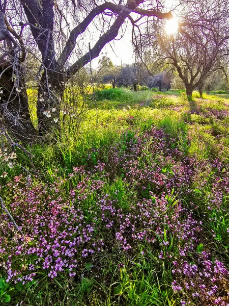 Blühendes Feld Frühling Strahlend Gleißendes Sonnenlicht Durch Den Baum Frühling — Stockfoto