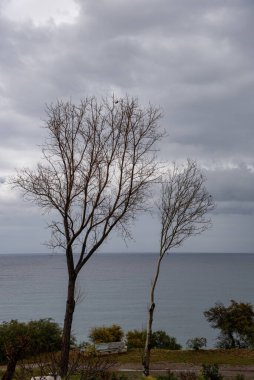 Kışın kuru ağaçlar Bulutlu gökyüzüne karşı.