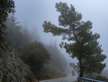 Kışın ormanda yürüyen tanınmamış insanlar. Kıbrıs Troodos Dağları