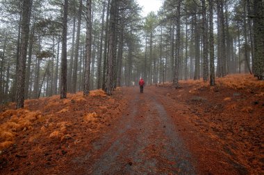 Kışın ormanda yürüyen tanınmamış insanlar. Açık havada sağlıklı bir yaşam tarzı. Troodos Dağı Kıbrıs