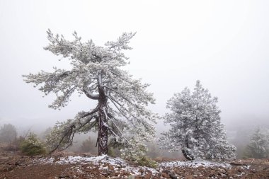 Dağlarda kış ormanı manzarası. Karla kaplı firavun ağaçları. Kış mevsimi. Şiddetli enginar havası. Kıbrıs Troodos