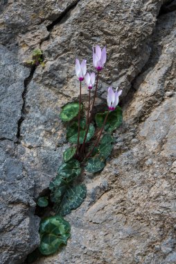 Güzel pembe siklamen çiçeği ve yeşil yapraklar kaya yarığı arasında çiçek açıyor..