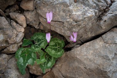 Güzel pembe siklamen çiçeği ve yeşil yapraklar kaya yarığı arasında çiçek açıyor..