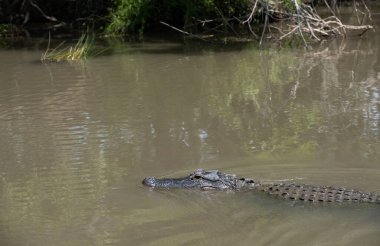 Amerika timsahları nehirde amfibik hayvanlar. Orman Safari New Orleans ABD