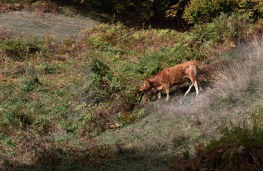 Sonbaharda yeşil bir çayırda çayırlara bakan evcil inekler. Yunan tarım arazisi