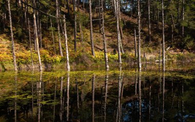 Sonbahar orman yolu. Sonbahar orman yolu, düşen yapraklarla sonbahar mevsimi manzarası. Zorika Gölü, Epirus Yunanistan