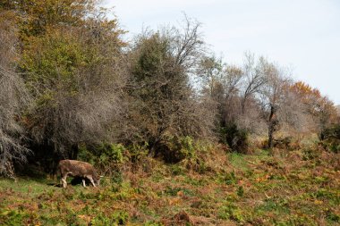 Sonbaharda yeşil bir çayırda çayırlara bakan evcil inekler. Yunan tarım arazisi