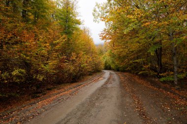 Sonbahar orman yolu. Sonbahar orman yolu, düşen yapraklarla sonbahar mevsimi manzarası. Epirus Yunanistan