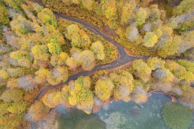 Autumn Forest Yolu 'nun insansız hava aracı antenleri. Sonbahar orman yolu, düşen yapraklarla sonbahar mevsimi manzarası. Epirus Yunanistan