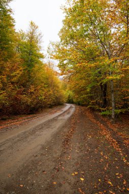 Sonbahar orman yolu. Sonbahar orman yolu, düşen yapraklarla sonbahar mevsimi manzarası. Epirus Yunanistan