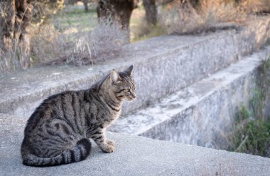 Cat sitting relaxing in a green foliage outdoor. Domestic animals in nature.