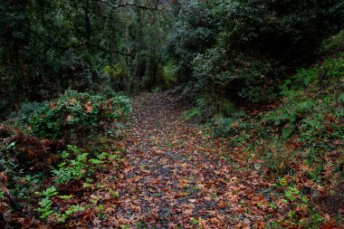 Ormandaki çimlerin üzerine düşen sonbahar yaprakları. Topraktaki mevsimlik kuru yapraklar. Sonbahar Troodoları 'nda yürüyüş patikası.