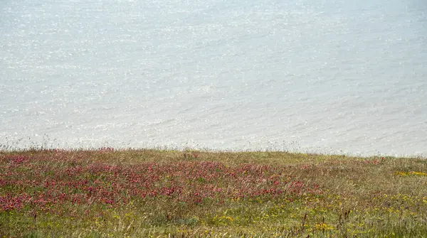 stock image Nature landscape background with green plants above the ocean. Coastal british country side scenery