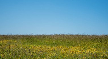 Yeşil alan mavi gökyüzü açık. Doğa sonbahar arkaplanı
