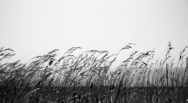 Yeşil bitkiler ve mavi gökyüzü ile doğa manzarası
