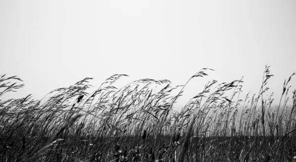 Yeşil bitkiler ve mavi gökyüzü ile doğa manzarası
