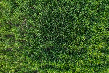 Yeşil çayır tarlasının drone görüntüsü. Doğa soyut arkaplan.