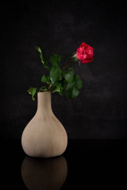 Vazoda kırmızı gül çiçeği. Canlı stüdyo çekimi. Siyah arkaplan
