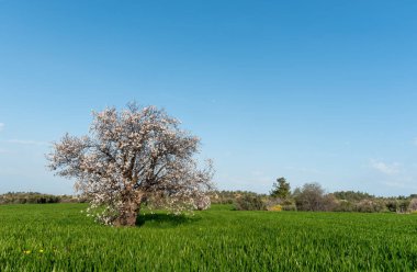 Çayır baharı manzarasında yapayalnız açan badem ağacı. Tarım alanı, açık mavi gökyüzü