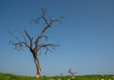 Yeşil çayırda yapayalnız, kuru yapraksız bir ağaç mavi gökyüzünde dikiliyor. Kopyala yapıştır. Çevre kavramı.