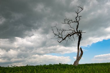 Bulutlu gökyüzüne karşı yeşil çayırda yapraksız kuru bir ağaç. Çevre kirliliği.