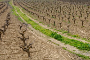 erken baharda budanmalıdır çıplak üzüm asmaları için yaklaşan tomurcuklanan hazırlanan satırları.