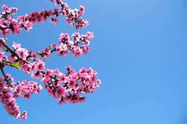 Baharda kiraz ağacında çiçek açan kiraz çiçekleri. Açık mavi gökyüzü