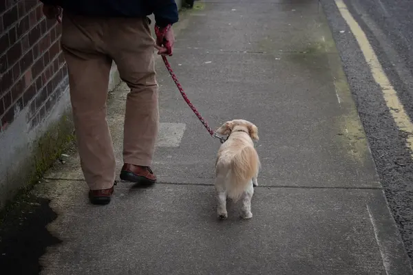 Elinde küçük kahverengi bir köpekle sokakta yürüyen bir adam. Hayvan sahibi arkadaşlığı.