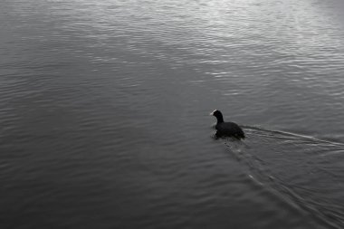 Kara ördek kuşları gölde yüzüyor..