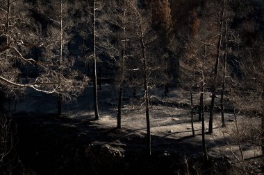 Burned forest with trees and ashes on the ground. Forest fire troodos mountains Cyprus, nature disaster