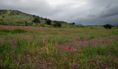 Baharda bulutlu bir gökyüzünün altında tarla renkli kır çiçekleriyle çiçek açıyor. Kıbrıs 'ın kırsal kesimlerinde bahar mevsimi. Çiçek açan