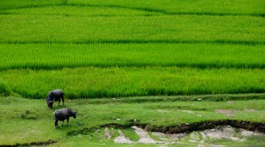 Sapa Vietnam Asya 'sında yeşil çeltik tarlasında otlayan iki su bufalosu.