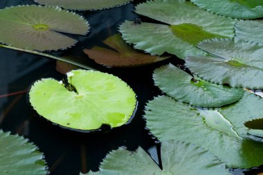 Tek yeşil nilüfer yaprağı diğer nilüferlerle çevrili karanlık bir gölette yüzer.