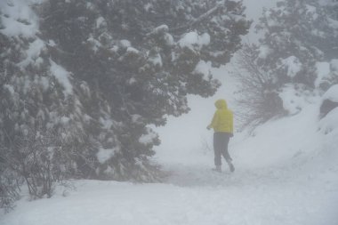 Kar fırtınası sırasında kar altında kar altında yürüyen tanınmamış bir kadın. Troodos Ormanı Kış Zamanı