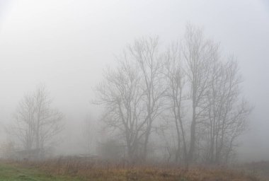 Sis, sonbahar sabahı nehir kenarında büyüyen büyük yapraksız bir ağacı fotokopi aletiyle kısmen gizliyor..