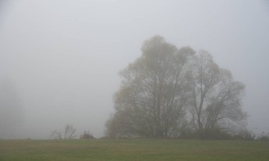 Sis, sonbahar sabahı nehir kenarında büyüyen büyük yapraksız bir ağacı fotokopi aletiyle kısmen gizliyor..