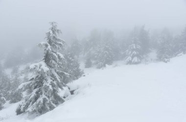 Yalnız kar, kışın dağda çam ağacını kapladı. Ormanda sis var Kış zamanı.