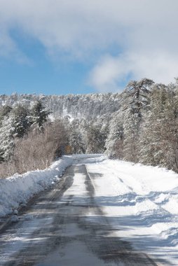 Frozen snowy icy dangerous in the mountain in winter. Troodos forest Cyprus wintertime