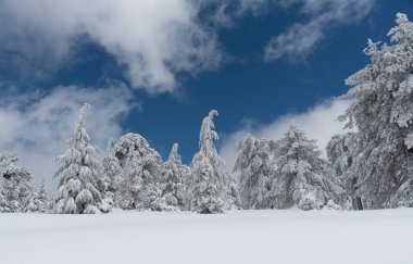 Winter landscape in snowy mountain frozen snow covered fir trees against blue cloudy sky. Troodos forest mountains Cyprus
