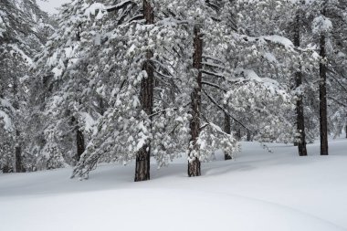 Kış ormanında çam ağaçlarını kaplayan taze kar harika bir harikalar diyarı manzarası yaratır. Kış Manzarası