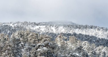 Karla kaplı köknar ağaçlarıyla dağ zirvesinin panoramik manzarası. Kış manzarası. Kıbrıs Troodos Dağları